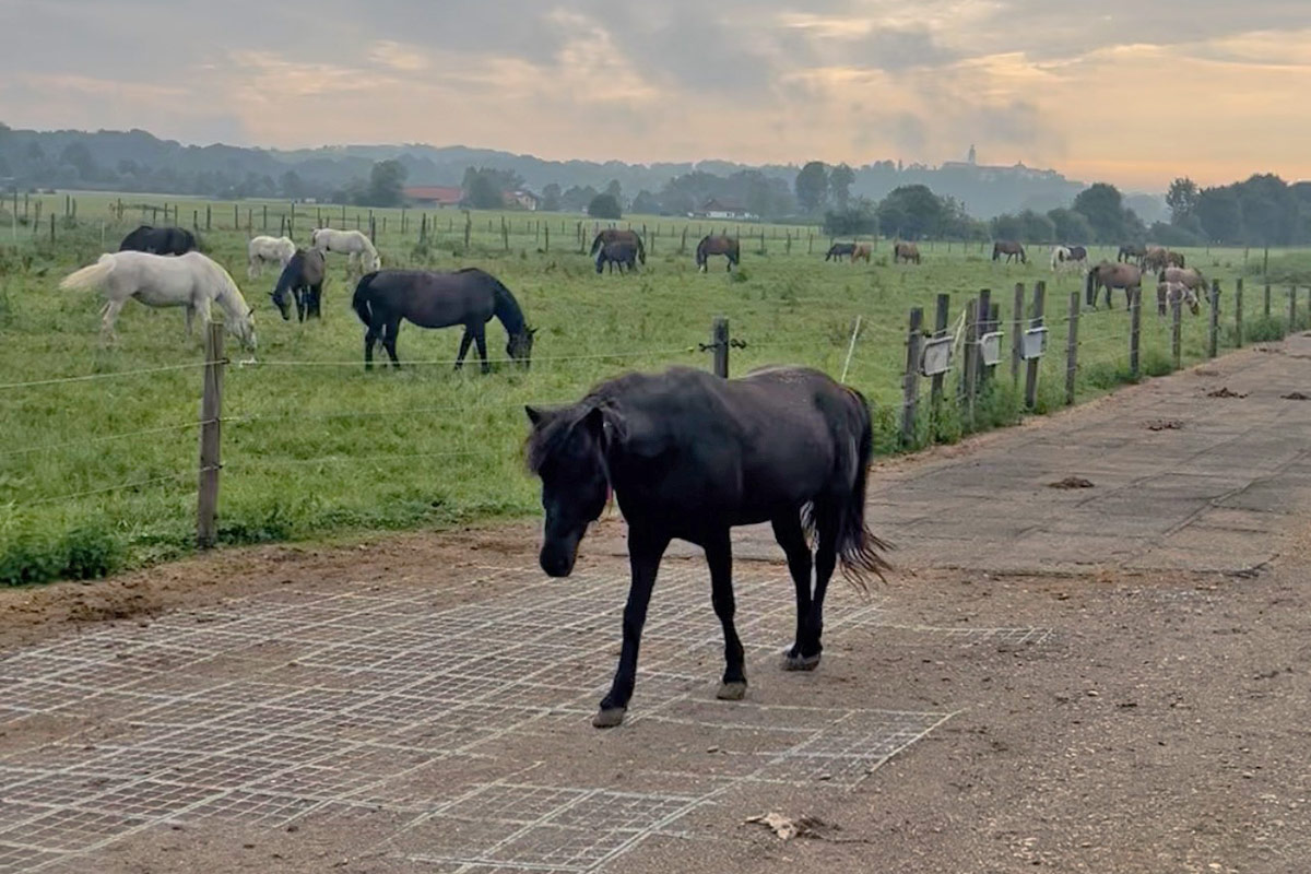 Hippotherapie in Kooperation mit der Schön Klinik Vogtareuth