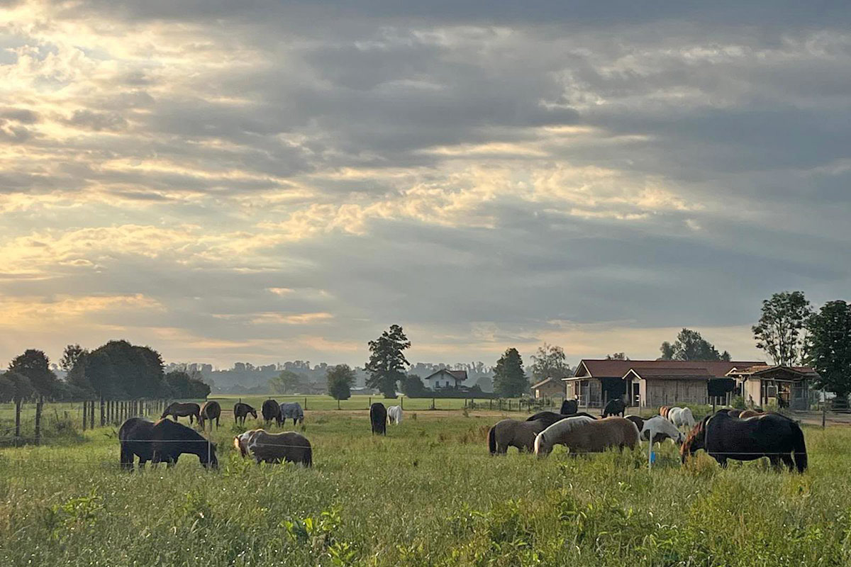 Hippotherapie in Kooperation mit der Schön Klinik Vogtareuth