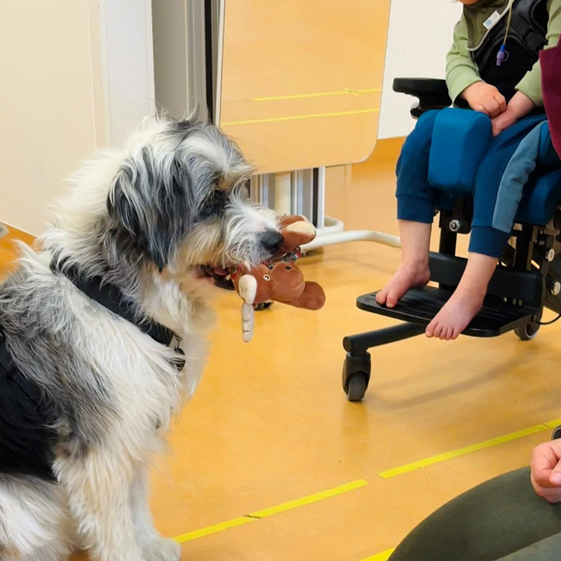 Hundetherapie für schwerbetroffene Patienten der Schön Klinik Vogtareuth